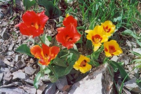 Тюльпаны, Заповедник Аксу Джабаглы