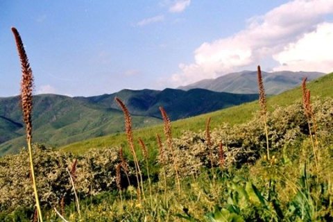 Природа Южного Казахстана (авт. Е.Белоусов)