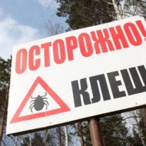 В Шымкенте на борьбу с клещами выделили 11 миллионов тенге
