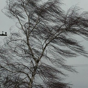 В Южно-Казахстанской области объявлено штормовое предупреждение