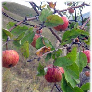 В ЮКО возрождают яблони Сиверса