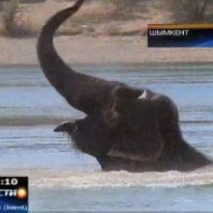 Свидетелями удивительного зрелища стали жители Шымкента – здесь купали слонов