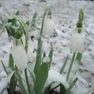 В Шымкенте выпал снег, садоводы переживают за урюк