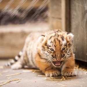 В шымкентском зоопарке новый постоялец - амурский тигр Шерхан